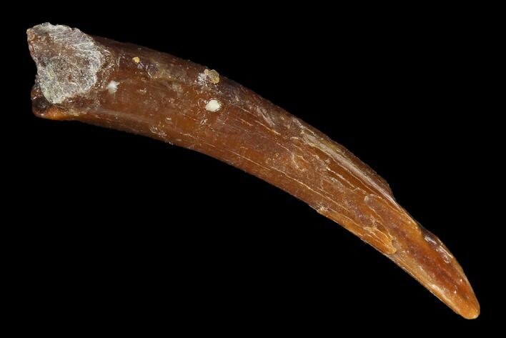 Fossil Pterosaur (Siroccopteryx) Tooth - Morocco #167134